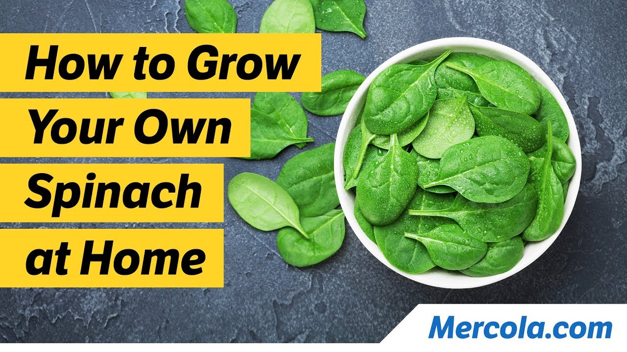 How to Grow Your Own Spinach at Home The BATTLEFRONT