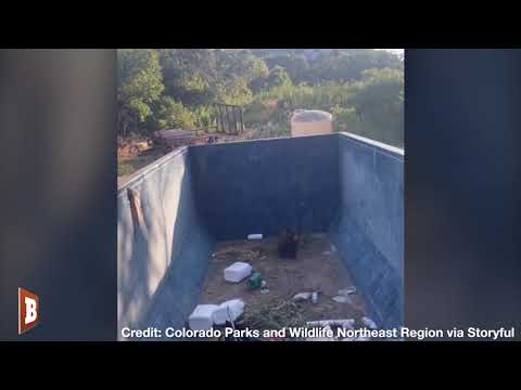 HE COULDN’T BEAR IT! Officers Help Distressed Cub Trapped in Dumpster ...
